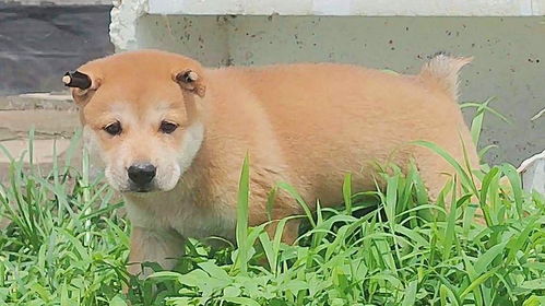 极品黄狗白面小公,中国的田园犬