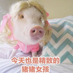精致是什么意思