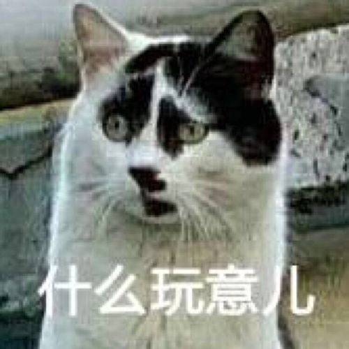 真诚发问我手机里的丑猫表情包以后还能不能发