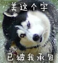 萌宠铲屎官不容易,一不小心就容易养到一个蠢货