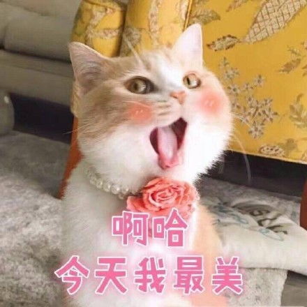 一波可爱猫星人表情包
