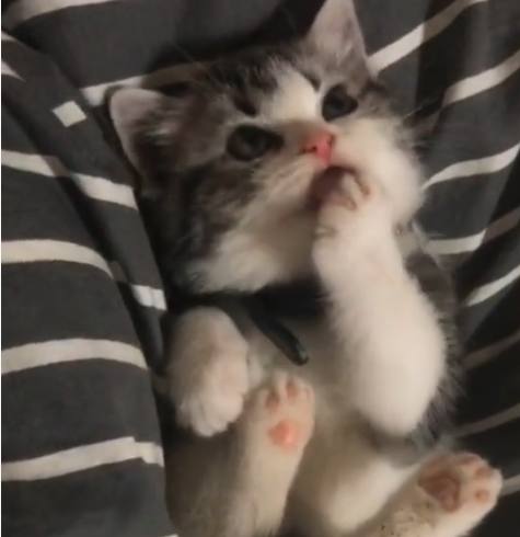 小奶猫偷偷舔爪子,被主人发现后立马放下爪子,假装没事喵