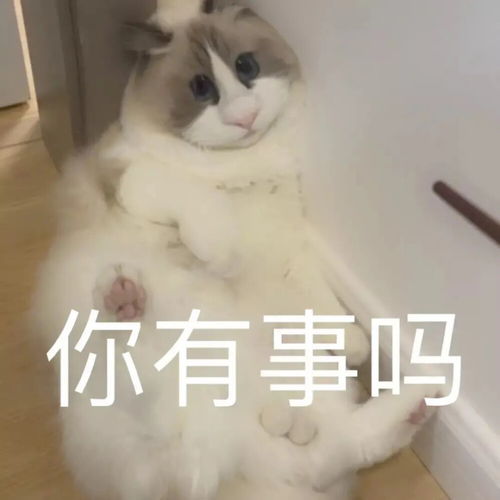 可爱仓鼠表情包猫咪