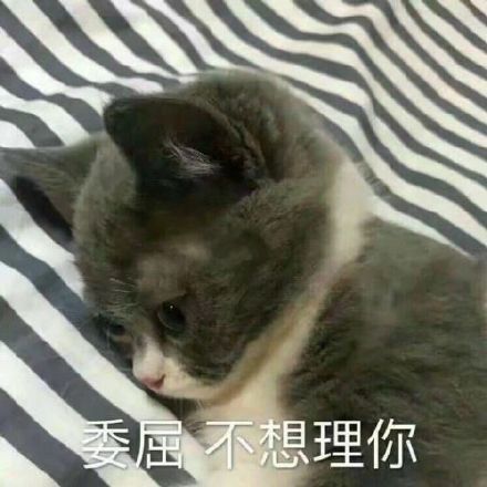 让人可怜的喵星人汪星人委屈表情包