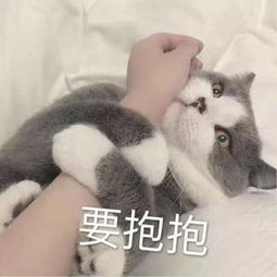公主抱图片表情包可爱猫咪