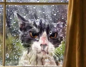 猫出去溜达,回来发现门被锁了之后...