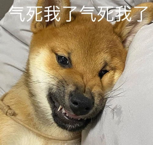 适合发给你对象的表情包