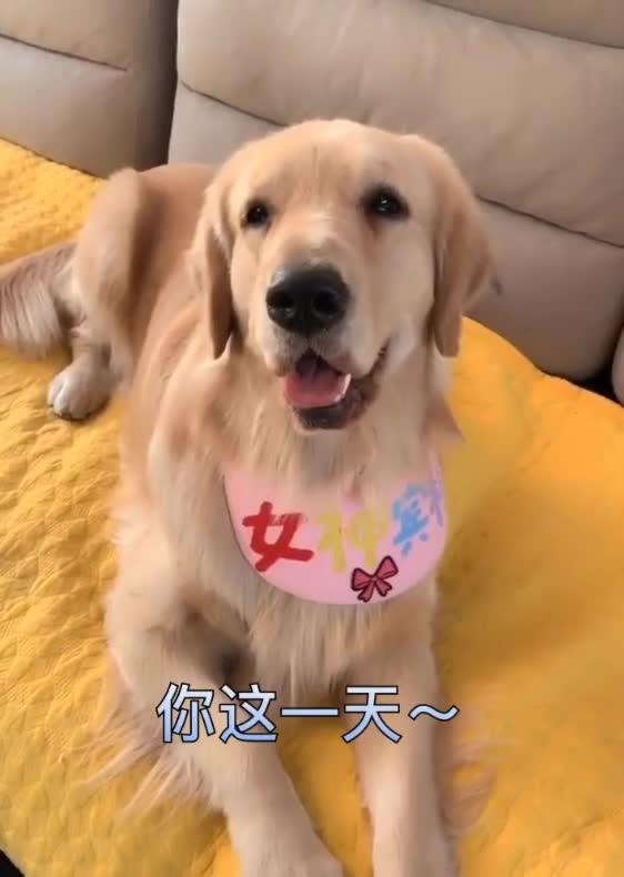 金毛宾利长本事了,竟然敢怼你的母亲大人,想挨揍的节奏吧