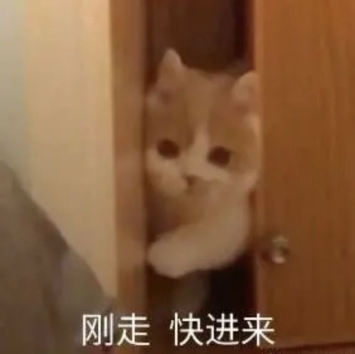 猫猫头表情包