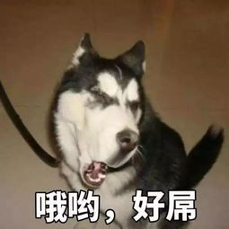 也是狗了大家来评评理,谁家的狗年限量款最让你目瞪狗带