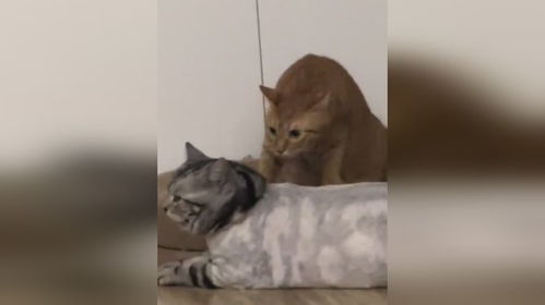 猫咪日常表情包狸花猫