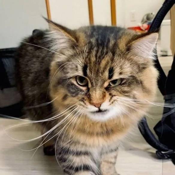 猫颜界的扛把子喵星人yamaneco眼睛瞪的像铜铃