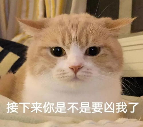 猫咪表情包合集两眼一闭,当你放屁养猫