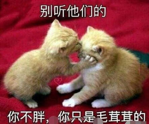 周杰伦变胖了粉丝们议论纷纷各抒己见