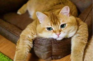 小黄狗表情包全集橘猫