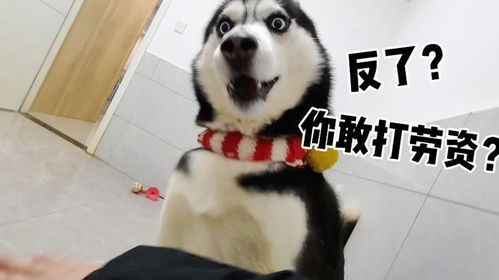 摸哈士奇的时候突然打它一下,二哈震惊了表情管理太搞笑了