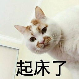 网红猫楼楼表情合集
