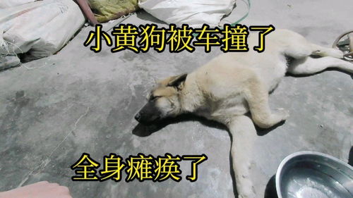 最后一只小黄狗也被车撞了,5只小狗全军覆没