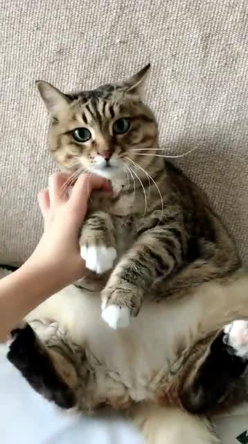 日常撸猫,你们见过这么肥的狸花猫吗,比橘猫还肥
