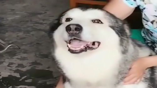 哈士奇要出门买东西吃,看它的小表情太可爱了,网友好聪明的狗狗
