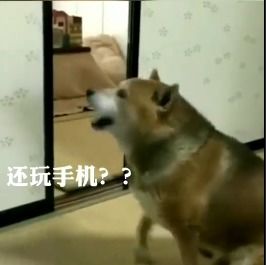 别以为狗狗没脾气,不给吃饭,摔铁碗给你