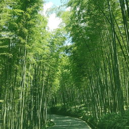 暑假去哪旅游好玩这些避暑地均温20c告别桑拿天8月去刚好
