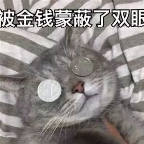 萌猫带字头像图片,萌猫带字撒娇表情包系的