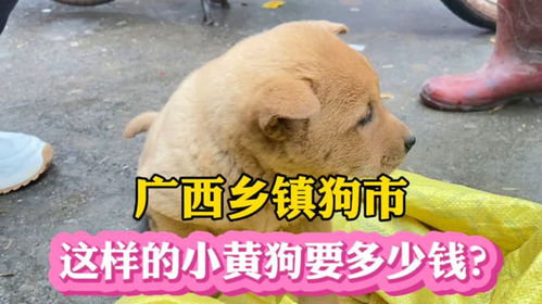 广西乡镇狗市,这样的小黄狗要多少钱一只