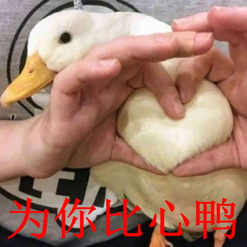 丑鸭子表情包比心