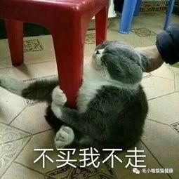 猫狗子你再敢偷吃我的粮,等我吃完这口就送你上天