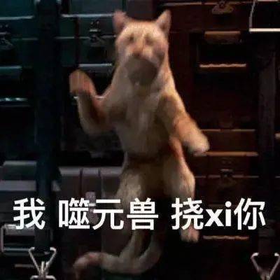 千万不要养橘猫啊血与泪的教训