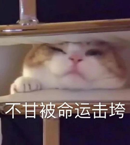 梨绘的相册喵