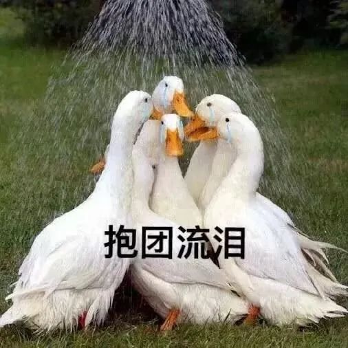 鸭毛也遭贼惦记