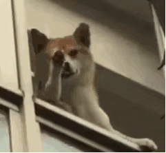一些炒鸡沙雕的句子gif