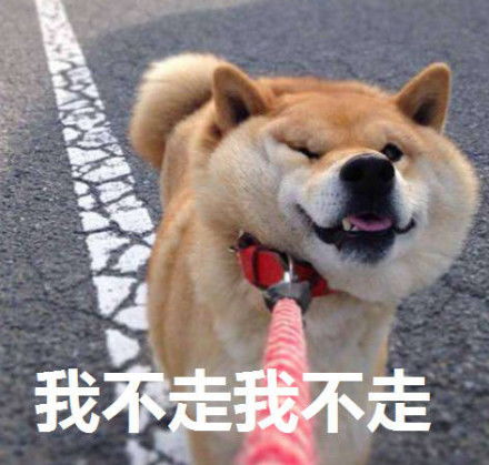 柴犬wink表情包柴犬