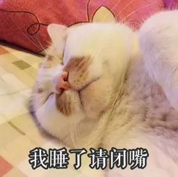猫咪表情包丨进来吸猫