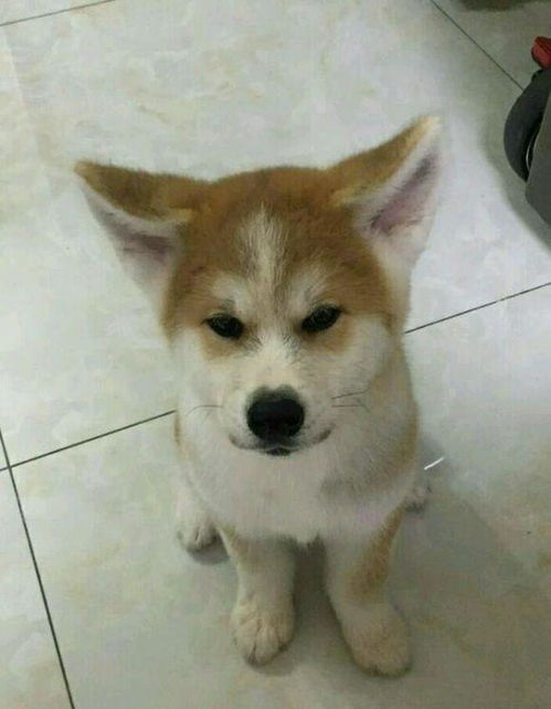 网上买了只柴犬,长大后发现越来越不对劲