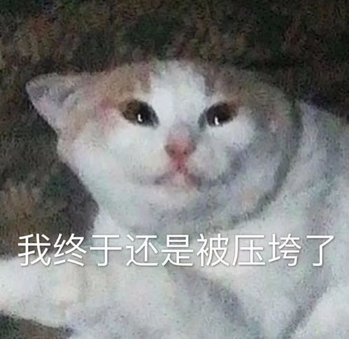 表情包聊天表情包