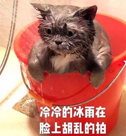 第一届猫咪丑照大赛,你准备好存表情包了吗