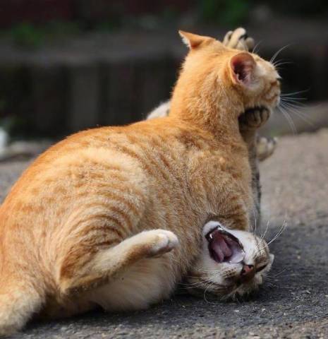 厉害了我的橘猫橘猫你知道我的食量,却不知道我的吨位