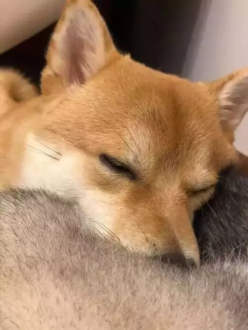 柴犬恋上哈士奇,非得靠在二哈屁屁上才睡得香