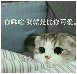 男主人和猫咪一起做运动,女友一看怒了你和它结婚算了