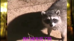 挑战东北话十级宠物成精动物成精拉布拉多搞笑视频搞笑配音