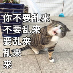 中国虎斑猫惊呆表情火到国外,笑到你憋出内伤