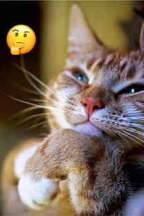 原来微信表情,都是根据猫的模样做出来的