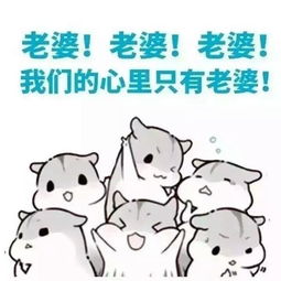 斗图丨仓鼠情侣表情包