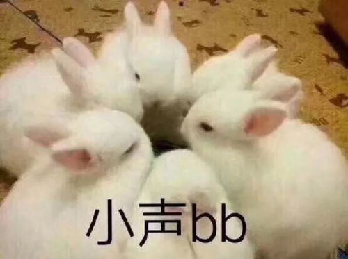 可爱小兔表情包
