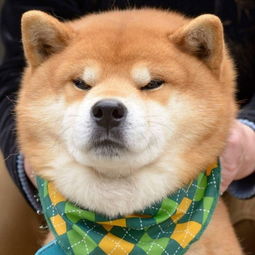 表情包比哈士奇还多,全世界都被这只柴犬圈粉