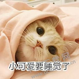 小可爱是什么意思