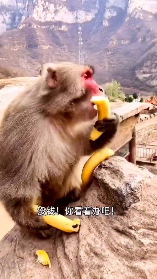猴哥你这脾气不小,你大哥都不认识了爆笑动物搞笑配音